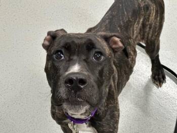 Karma Chameleon -  Mixed Breed Dog for Adoption - Karma Chameleon | PetCurious