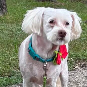 Rescue Maltese and Shih Tzu Dogs for Adoption in Austin, Texas - Popcorn Prev Mellow SP | PetCurious