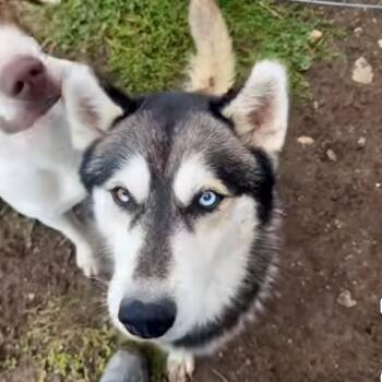 Zankey -  Husky Dog for Adoption in Wilsall, Montana - Zankey | PetCurious