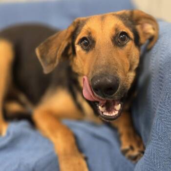 Kyra Sedgwick -  Shepherd Dog for Adoption in Racine, Wisconsin - Kyra Sedgwick | PetCurious