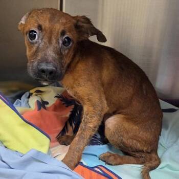 Lottie -  Mixed Breed Dog for Adoption in Merriam, Kansas - Lottie | PetCurious