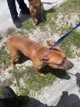 BRUNO -  Mixed Breed Dog for Adoption in West Palm Beach, Florida - BRUNO | PetCurious
