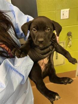 Mixed Breed Dogs Available for Adoption - Bitsy | PetCurious