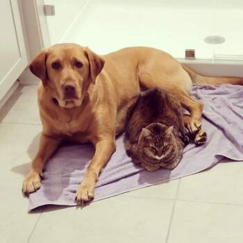 Rescue Golden Retriever Dogs for Adoption in Homestead, Florida - Whiskey And Chase - Bonded | PetCurious