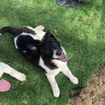 Jack Russell Terrier Dogs Available for Adoption - Sausage - Breakfast Litter | PetCurious