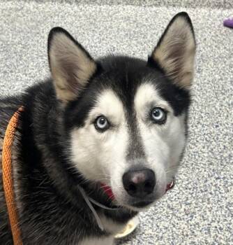 Siberian Husky Dogs Available for Adoption in Golden, Colorado - Stormy | PetCurious