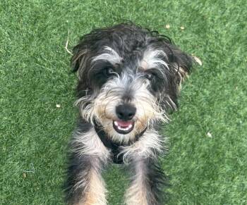 Churro -  Shih Tzu and Havanese Dog for Adoption in Norwalk, Connecticut - Churro | PetCurious