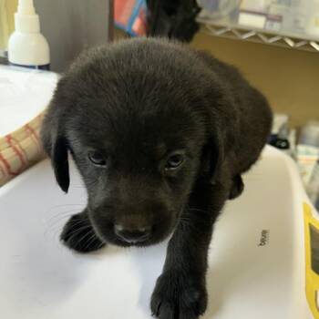 Jed -  Mixed Breed and Australian Shepherd Dog for Adoption in Corinth, Mississippi - Jed | PetCurious