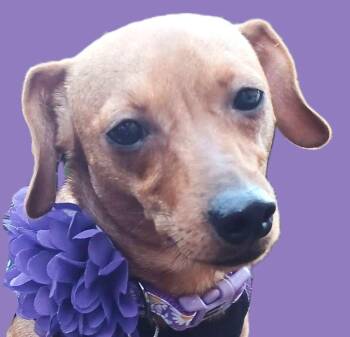 Natasha -  Dachshund Dog for Adoption in Savannah, Georgia - Natasha | PetCurious