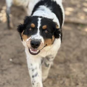 Australian Cattle Dog Blue Heeler and Mixed Breed Dogs Available for Adoption - Peeta | PetCurious