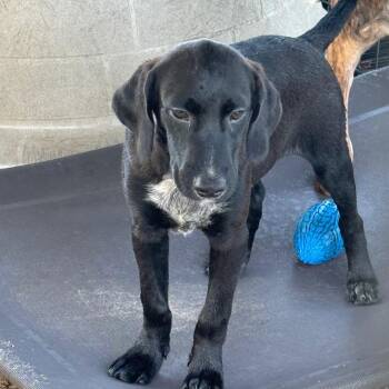 Jet -  Labrador Retriever Dog for Adoption in Anahuac, Texas - Jet | PetCurious