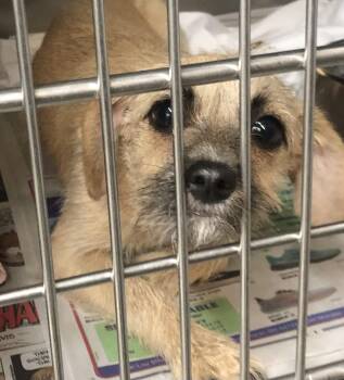 Chihuahua and Yorkshire Terrier Dogs Available for Adoption in Parma, Ohio - Hedgerow | PetCurious