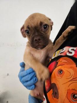 Doug the Pug -  Pug and Beagle Dog for Adoption in Los Angeles, California - Doug The Pug | PetCurious