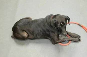 Lucy -  Labrador Retriever and Mixed Breed Dog for Adoption in Picayune, Mississippi - Lucy | PetCurious