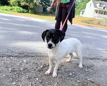 Martina aka "Marti" -  Pointer and Dachshund Dog for Adoption in Weare, New Hampshire - Martina Aka "Marti" | PetCurious