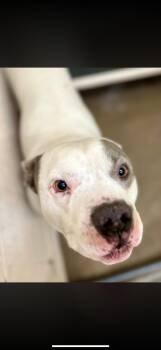 Pit Bull Terrier Dogs Available for Adoption in Tom Bean, Texas - Scooter (ID #A2026232) | PetCurious
