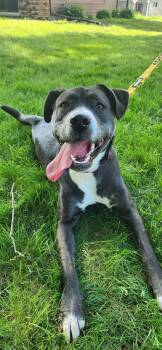 Abby -  Terrier and Shepherd Dog Available for Adoption in Skyline, Minnesota - Abby | PetCurious