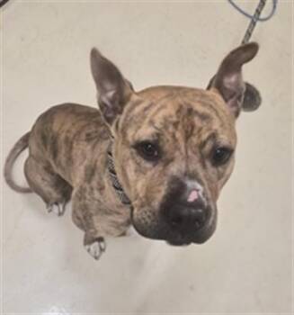 A198920 -  Boxer Dog for Adoption in Fremont, California - A198920 | PetCurious
