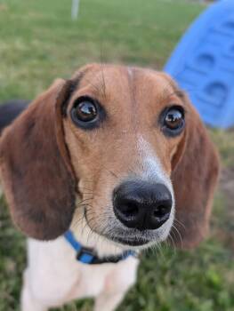 Madison -  Beagle Dog for Adoption in Cuyahoga Falls, Ohio - Madison | PetCurious