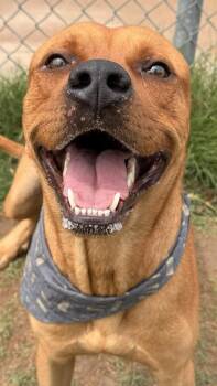 Mixed Breed Dogs Available for Adoption in Balch Springs, Texas - Simba | PetCurious