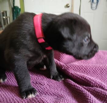 Rescue German Shepherd Dog and Pit Bull Terrier Dogs for Adoption in Suamico, Wisconsin - Mae Pink Collar (Scout Puppy) | PetCurious