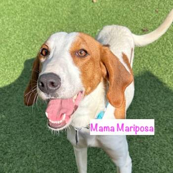 Hound Dogs Available for Adoption in San Francisco, California - Admiral | PetCurious