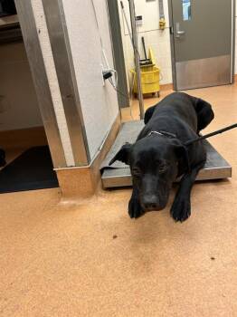 JERRY -  Labrador Retriever and Mixed Breed Dog for Adoption in Martinez, California - JERRY | PetCurious