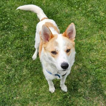 Winston -  Shiba Inu and Pembroke Welsh Corgi Dog Available for Adoption in Plainfield, Illinois - Winston | PetCurious