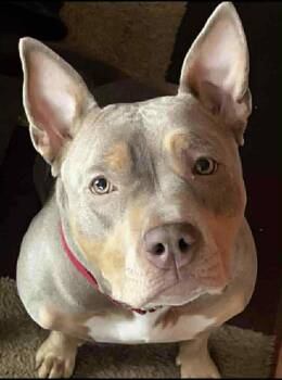 Rescue American Bully Dogs for Adoption in Toronto, Ontario - Katana | PetCurious