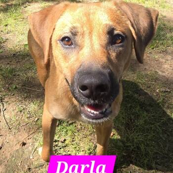 Darla -  Shepherd and Dachshund Dog for Adoption in Athens, Alabama - Darla | PetCurious