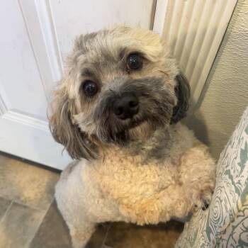 Toby -  Havanese Dog for Adoption in Eureka Springs, Arkansas - Toby | PetCurious