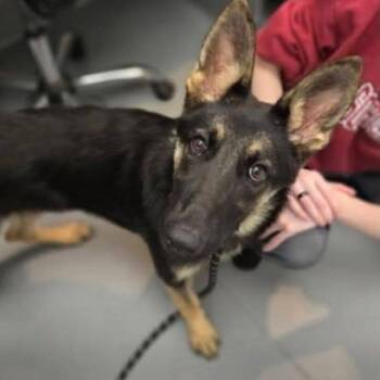 Zola -  Mixed Breed Dog for Adoption - Zola | PetCurious