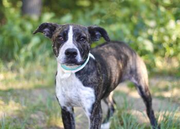 Albies in NH. Come Meet our Adoptable Dogs Wednesday-Saturday. M -  Boxer Dog for Adoption in Manchester, New Hampshire - Albies In NH. Come Meet Our Adoptable Dogs Wednesday-Saturday. M | PetCurious