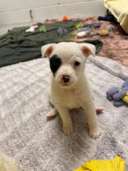 Stag -  Cattle Dog and Terrier Dog for Adoption in Phoenix, Arizona - Stag | PetCurious