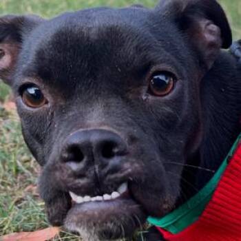 Pheasant -  Mixed Breed Dog for Adoption in Donalsonville, Georgia - Pheasant | PetCurious