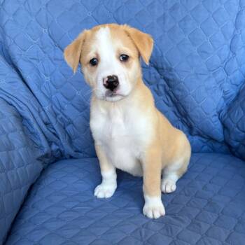 Rescue Boxer and Siberian Husky Dogs for Adoption in Olathe, Kansas - Plaza | PetCurious