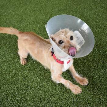 Dachshund Dogs Available for Adoption in West Palm Beach, Florida - Margarita | PetCurious