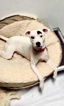 Rescue Mixed Breed Dogs for Adoption in Margate, Florida - JLO | PetCurious