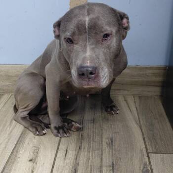 Mixed Breed Dogs Available for Adoption in Henderson, Kentucky - Minnie | PetCurious