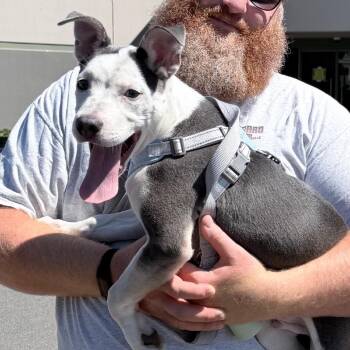 Nino -  Pit Bull Terrier and Husky Dog for Adoption in Northville, Michigan - Nino | PetCurious