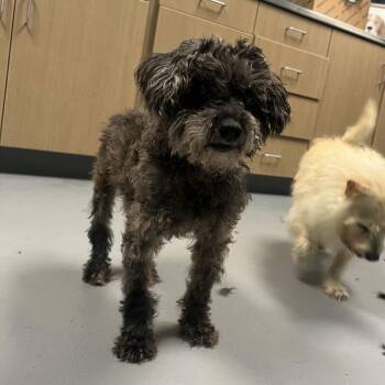 Fynn and Wilfred -  Mixed Breed Dog for Adoption in Cape Girardeau, Missouri - Fynn And Wilfred | PetCurious