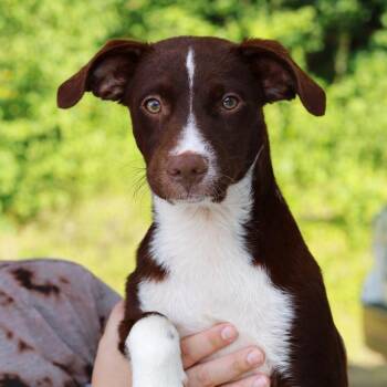 CT Scout -  Border Collie and Mixed Breed Dog for Adoption in Eastford, Connecticut - CT Scout | PetCurious