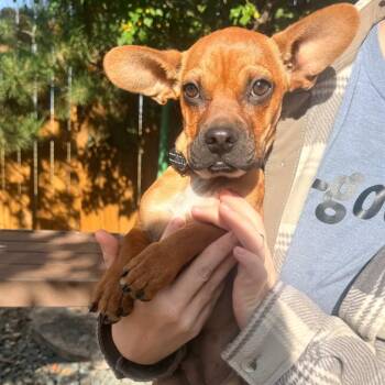 Scar -  French Bulldog and Chihuahua Dog for Adoption in Cheyenne, Wyoming - Scar | PetCurious