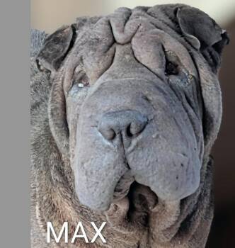 Shar Pei Dogs Available for Adoption in Cameron, North Carolina - Max | PetCurious