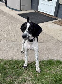 Poodle and Spaniel Dogs Available for Adoption in Jamestown, North Dakota - Ozzie | PetCurious