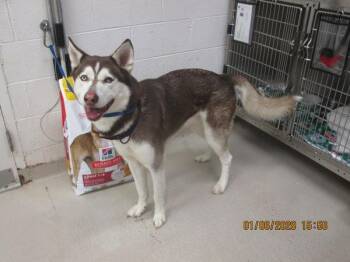 Siberian Husky Dogs Available for Adoption - Blanco (81) | PetCurious