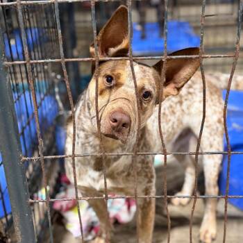 Cattle Dog Dogs Available for Adoption in Fort Smith, Arkansas - Hymn | PetCurious