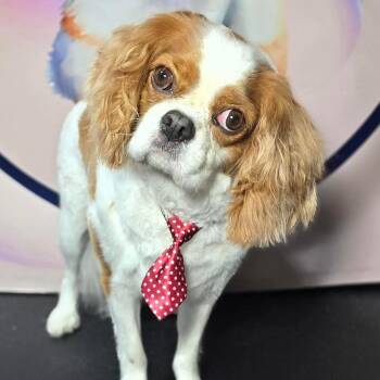 Cavalier King Charles Spaniel Dogs Available for Adoption in Oklahoma City, Oklahoma - Chessie | PetCurious
