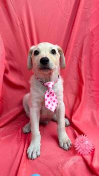 Daniel -  Labrador Retriever Dog for Adoption in New York, New York - Daniel | PetCurious