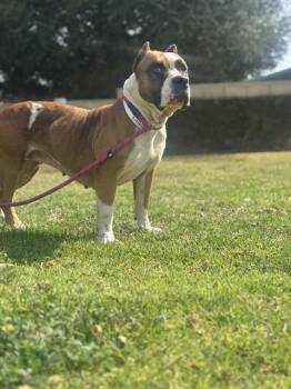 Pit Bull Terrier Dogs Available for Adoption in Riverside, California - WINDSOR | PetCurious